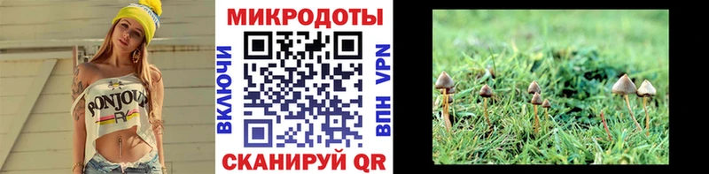 Псилоцибиновые грибы Psilocybine cubensis  Северобайкальск 